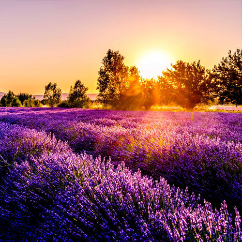 Enjoy 20% Off Lavender Products